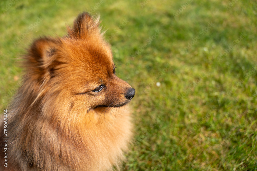 Portrait of a red dog of the Spitz breed on the green grass. A dog on a background of green grass.