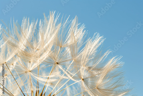 Feathery dandelion seeds poised against a crisp blue backdrop, symbolizing the start of a journey. photo