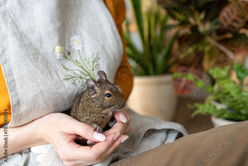 Woman holding degu squirrel in hands photo