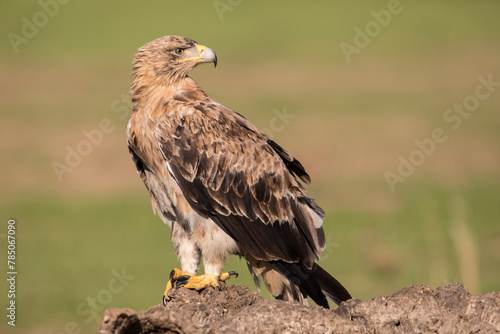 Portrait of imperial eagle standing outdoors (Aquila adalberti)