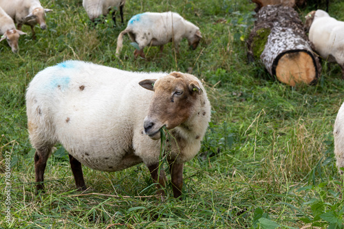 
sheep eating grass in the meadow