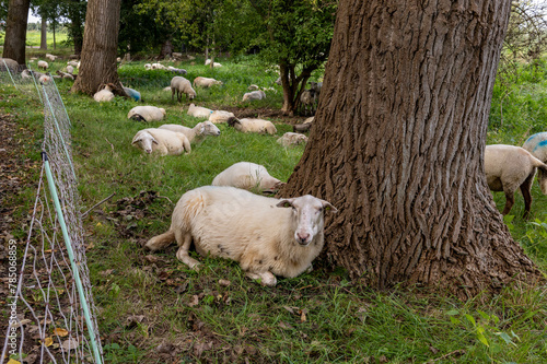 Sheep resting against a tree in a forest full of sheep