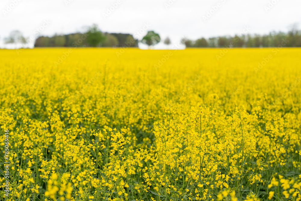 Yellow rapeseed field on a cloudy day. Rapeseed field in bloom. Yellow rapeseed field on a cloudy day. Rapeseed field in bloom.