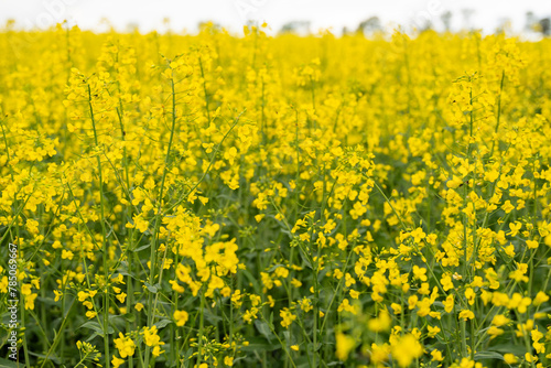 Yellow rapeseed field on a cloudy day. Rapeseed field in bloom. © Jakob