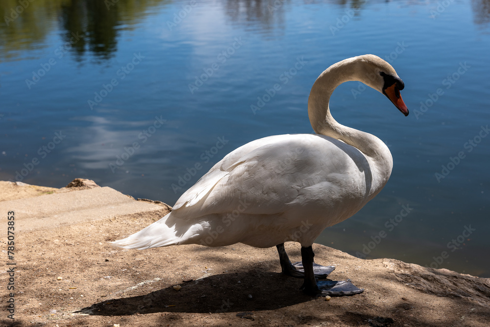 Obraz premium swan on the lake