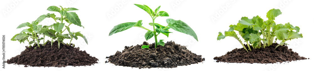 set of young plants in soil humus isolated on white or transparent png set of young plants in soil humus isolated on white or transparent png