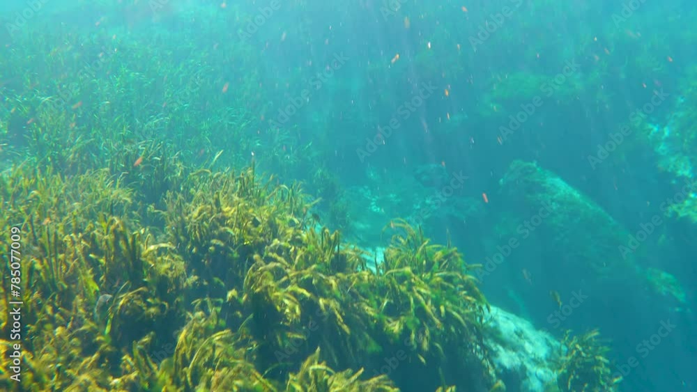 Underwater wildlife with cave rocks and fresh water grass vegetation. Florida springs underwater landscape. Beautiful tropical nature Underwater wildlife with cave rocks and fresh water grass vegetation. Florida springs underwater landscape. Beautiful tropical nature