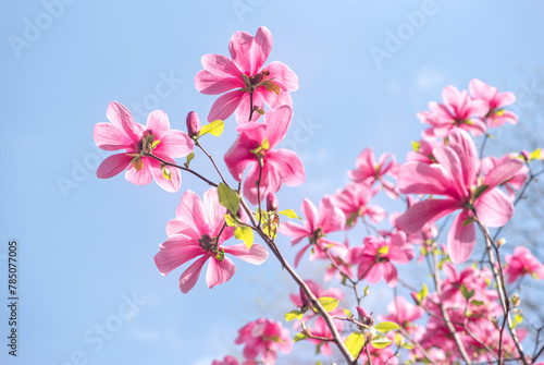 Magnolia flowers with delicate pink petals blooming in spring fabulous garden, mysterious fairy tale springtime floral natural background with magnoliaceae bloom, beautiful botanical nature landscape.
