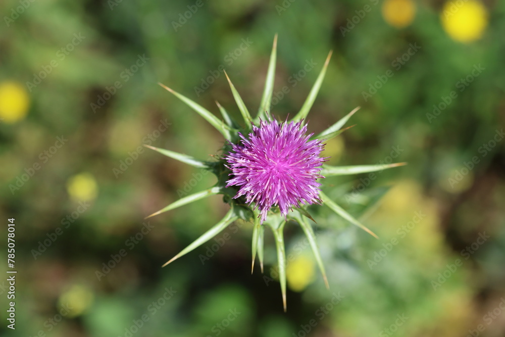 Thistle is the common name of a group of flowering plants characterised by leaves with sharp prickles on the margins Thistle is the common name of a group of flowering plants characterised by leaves with sharp prickles on the margins
