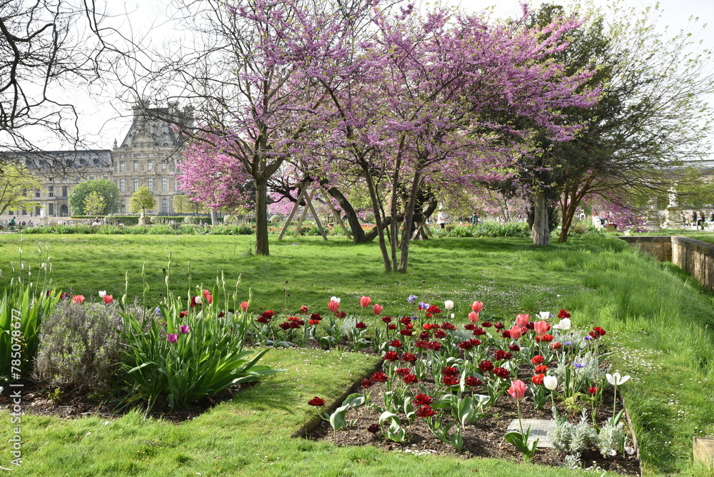 Fototapeta Premiers jours du printemps au jardin des Tuileries à Paris