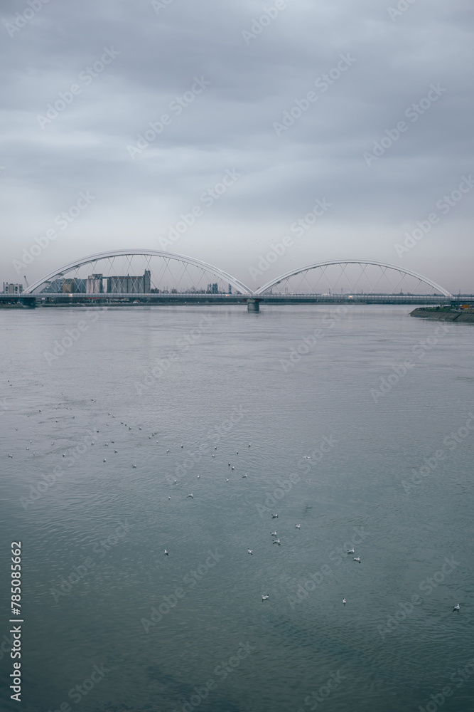 Flock of seagulls in Danube river in Novi Sad on cold winter day Flock of seagulls in Danube river in Novi Sad on cold winter day