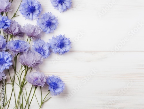 Beautiful silver cornflower flowers on a white wooden background, in a top view with copy space for text