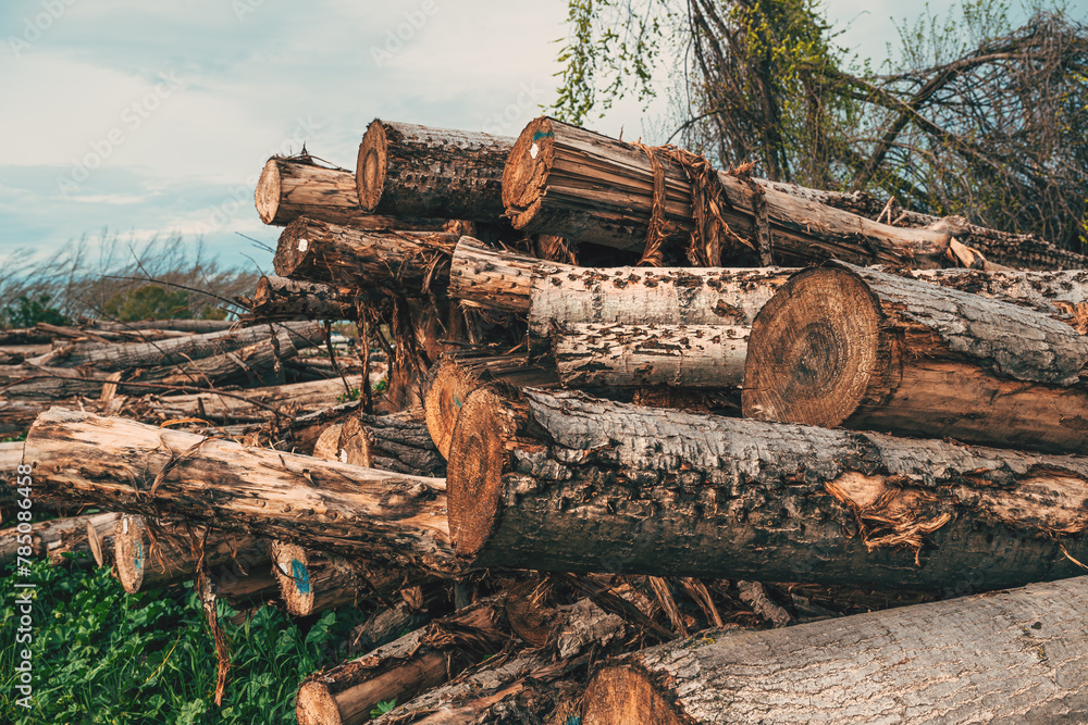 Fototapeta premium Stacked pile of firewood timber