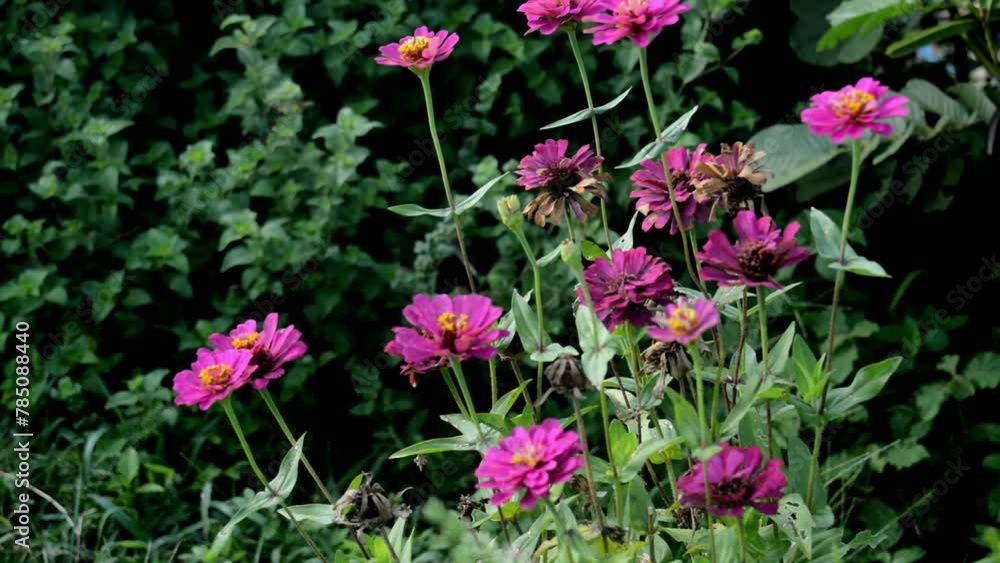 zinnia flowers zinnia flowers