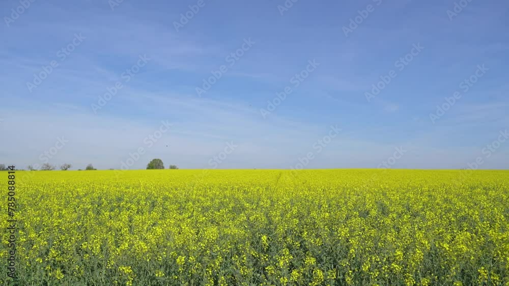 Yellow Rapeseed Field in Spring Yellow Rapeseed Field in Spring