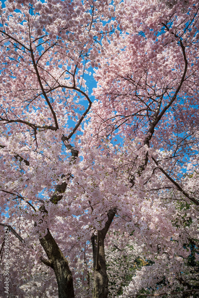 The Tidal Basin on the Mall at the National Cherry Blossom Festival in Washington D.C.