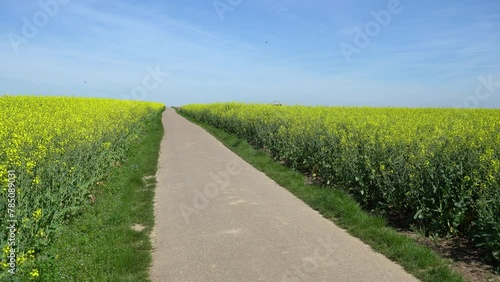 Country road between two yellow rapeseed fields photo