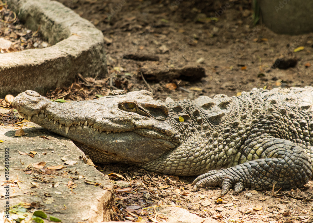 crocodile lies in the shade near the water as a background. crocodile lies in the shade near the water as a background.