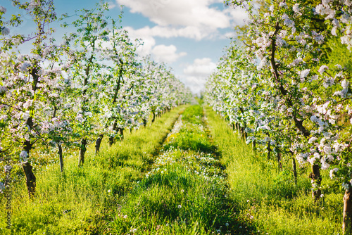 A blooming apple orchard on a magical sunny day. © Leonid Tit