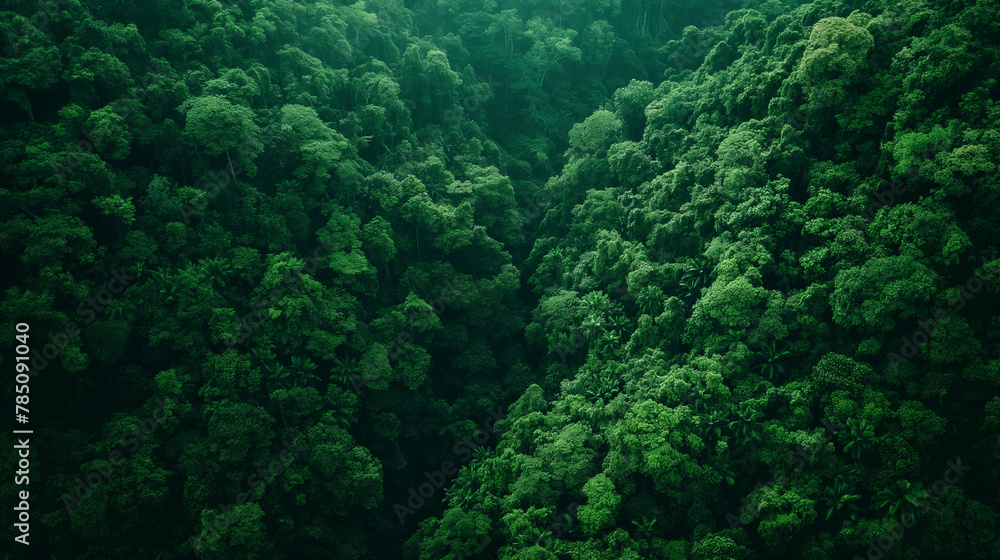 Aerial View of Dense Green Forest Canopy