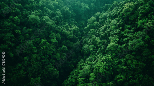 Aerial View of Dense Green Forest Canopy