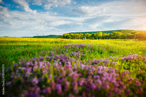 Blooming thyme in a green meadow on a sunny June day. © Leonid Tit