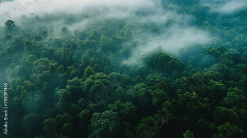 Aerial View of Dense Green Forest Canopy