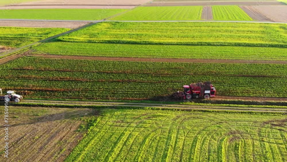 Sugar beet harvest with Holmer Terra Dos T3. The sugar beets are used as fodder and for the biogas plant. Sugar beet harvest with Holmer Terra Dos T3. The sugar beets are used as fodder and for the biogas plant.