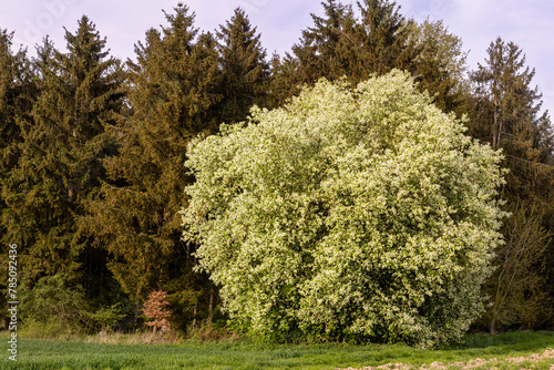 Eine  Traubenkirsche (prunus padus) blüht am Waldrand