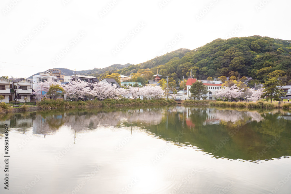 Fototapeta premium 日本の桜風景