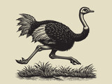 Running ostrich. Vintage retro engraving illustration. Black icon, isolated element	
