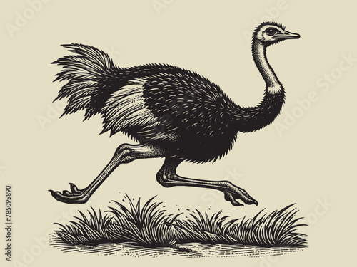 Running ostrich. Vintage retro engraving illustration. Black icon, isolated element	