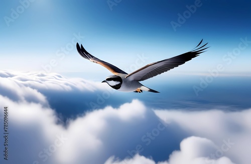 A bird soaring high above the clouds  © Ana River