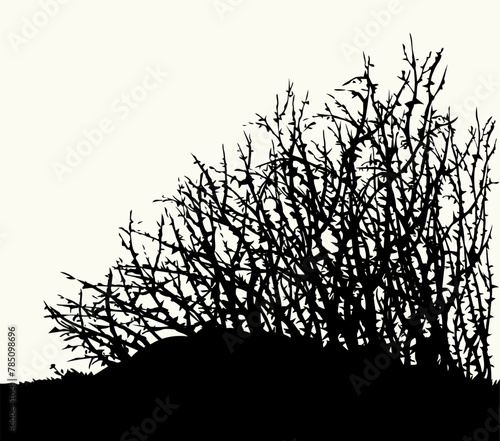 Vector drawing. The thorn bushes