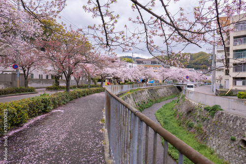 日本の桜風景