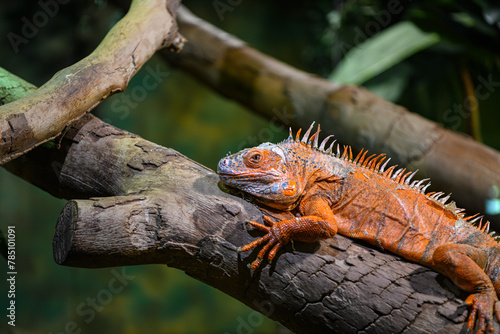 Colorful iguana sitting on a tree branch