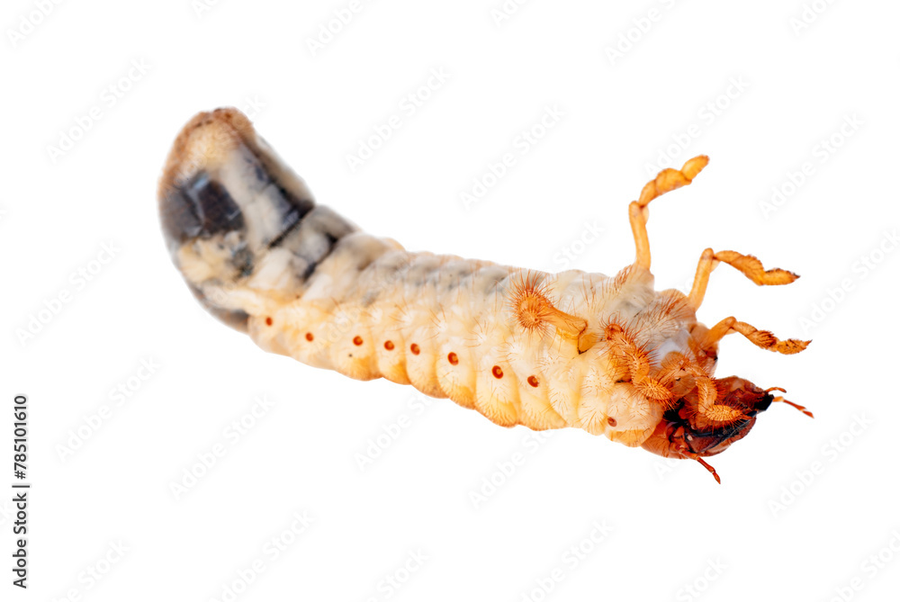 Cockchafer larva isolated on the white background Cockchafer larva isolated on the white background