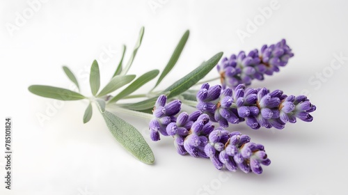 Close-up of a sprig of lavender  its delicate flowers a representation of elegance in culinary use.