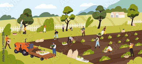 Farmers pick crop of fruit and vegetables in garden. Farm workers gather harvest into baskets and carry it into tractor. People work on rural field, farming. Agriculture. Flat vector illustration