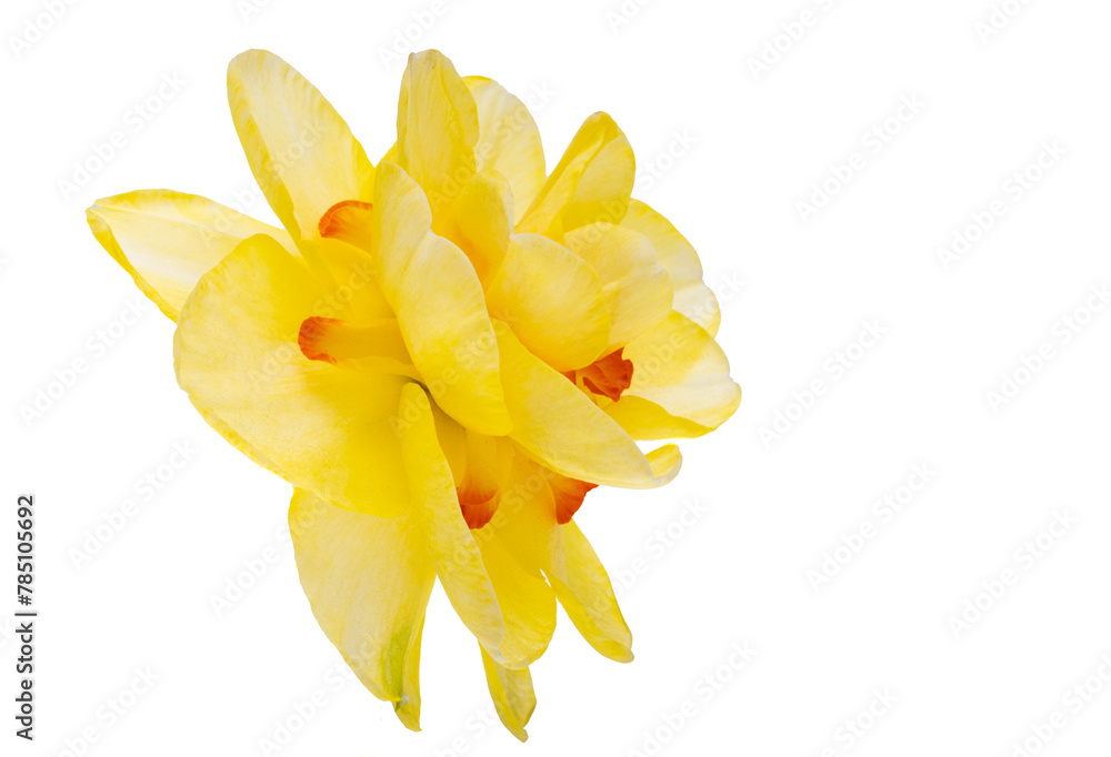 Fototapeta premium yellow narcissus flower isolated