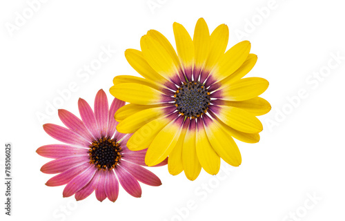 beautiful Osteospermum flower isolated