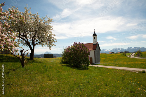 Kapelle vor gelb blühender Wiese im Alpenvorland mit schnebedeckten bergen photo