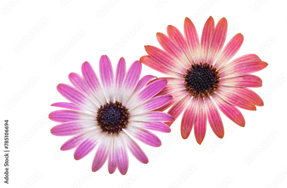 Obraz premium beautiful Osteospermum flower isolated