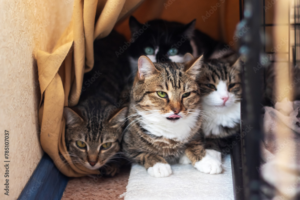 Group of Felidae cats in cage, one sticking out tongue