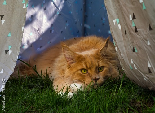 Red Maine Coone cat sitting under a tent with draped curtains. photo