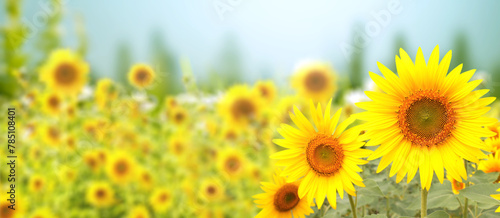 Sunflower on blurred sunny nature background. Horizontal agriculture summer banner with sunflowers field. Organic food production. Harvest of farm product. Oilseed crop. Copy space for text