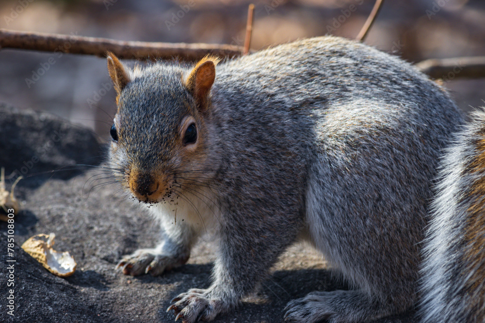 Funny squirrel in central park in New York City (USA) Funny squirrel in central park in New York City (USA)
