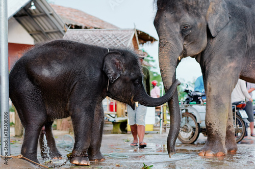 Canvas Print Big and small elephant on the street in Thailand