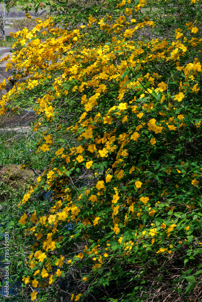 黄色く咲き誇るヤマブキ