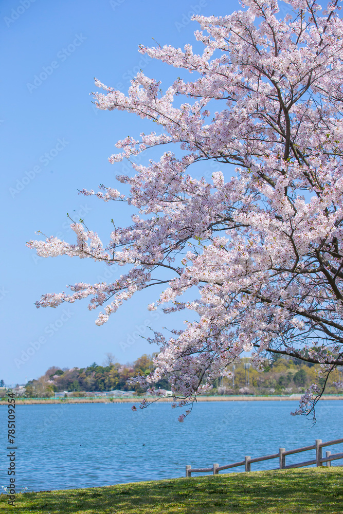 満開の桜の花と湖山池 鳥取県 湖山池